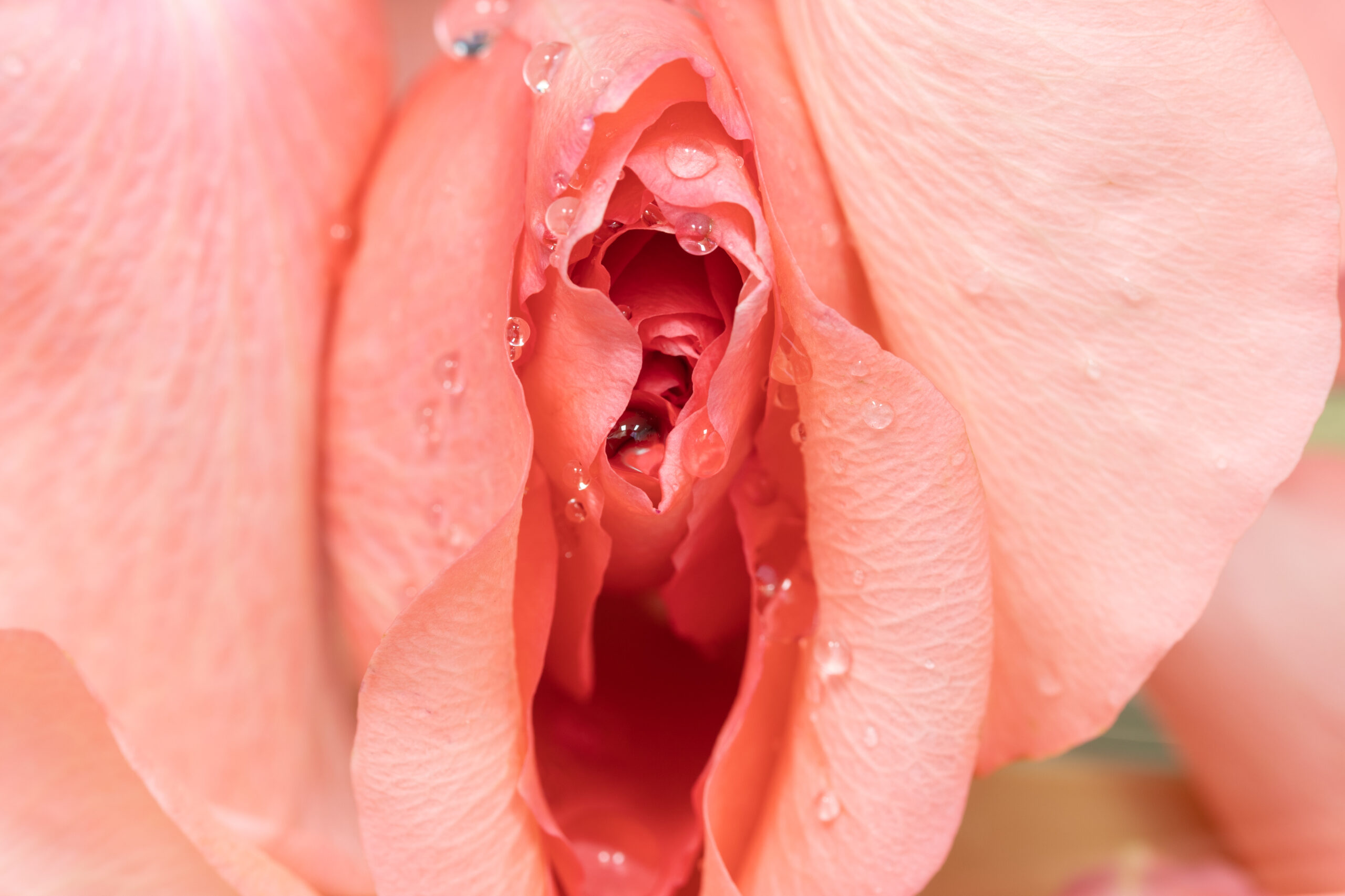 A closeup picture of a rose, representing the beauty that can be expected with labiaplasty at Bourgeois Plastic Surgery.